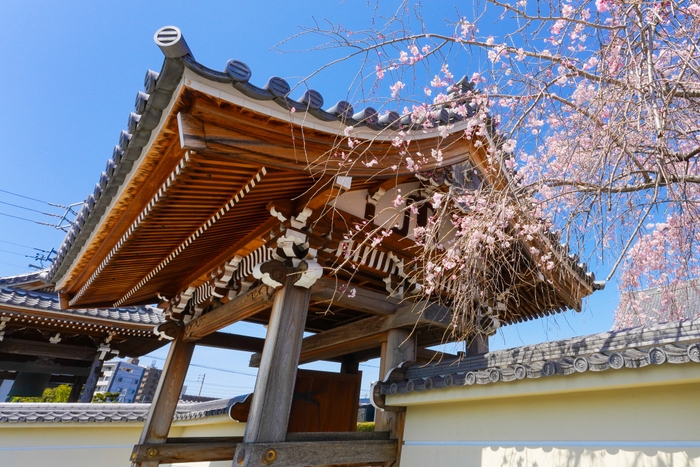 法岑寺(桜)