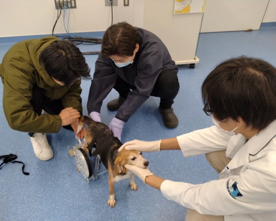 実習犬に試作機を装着する可部さん(左)と糸井助教(中央)