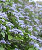 六甲高山植物園 コアジサイ