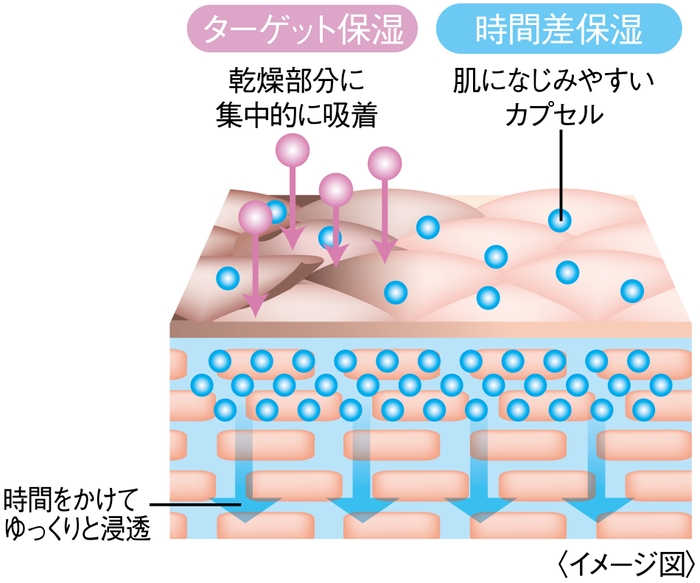 W保湿機能肌図イメージ