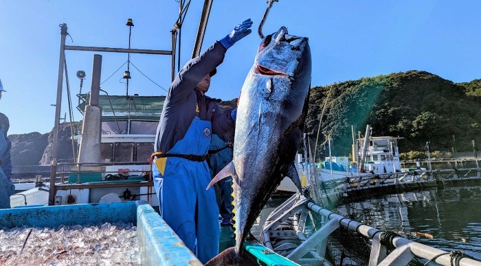 鹿児島県瀬戸内町のふるさと納税返礼品として奄美大島で完全養殖した近大マグロを丸ごと1尾提供！