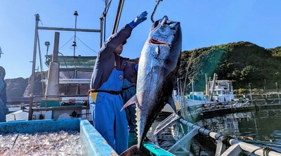 鹿児島県瀬戸内町のふるさと納税返礼品として奄美大島で完全養殖した近大マグロを丸ごと1尾提供！