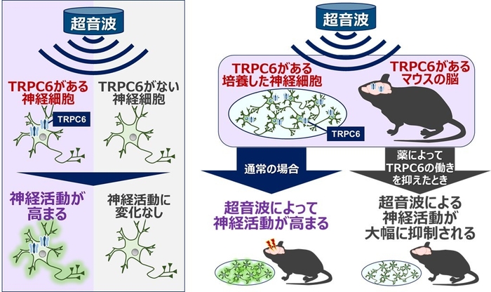 図1.本研究で明らかにした、超音波による脳神経の活動の高まりにおけるTRPC6の役割