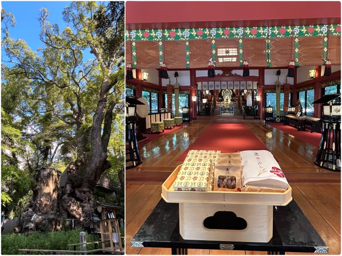 熱海・來宮神社への奉納菓子「黒麦まんじゅう」