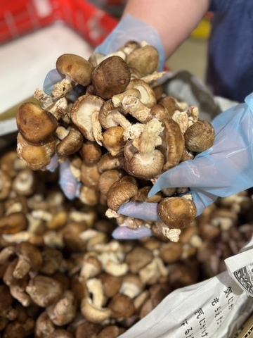 ガバっとすくい取り「ミニしいたけ」