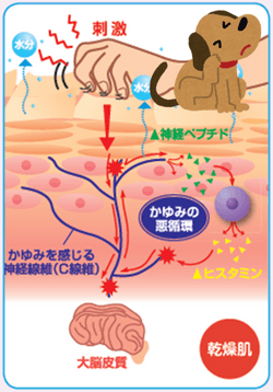 痒みのメカニズム2