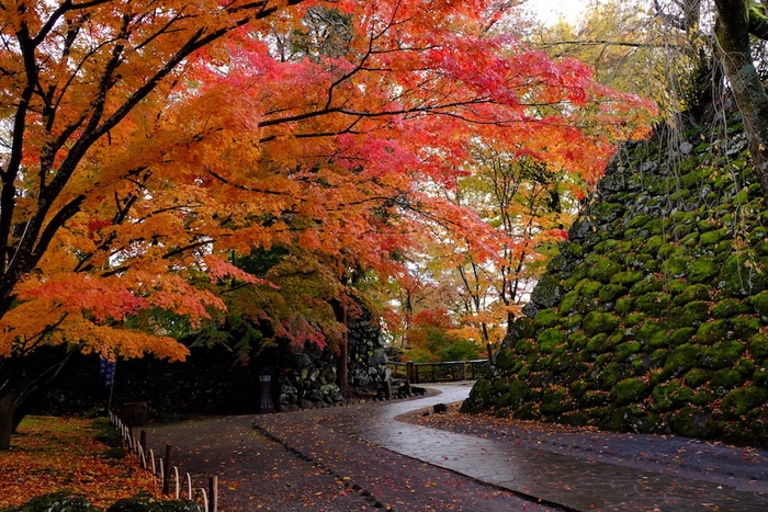 濡れた石畳と紅葉のコントラスト