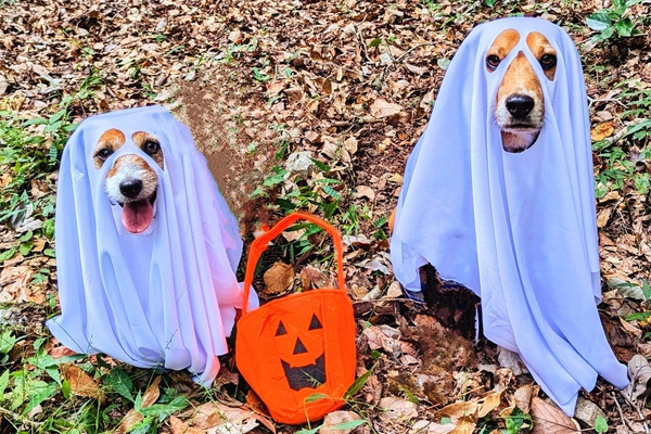 おばけワンコ　※イメージ