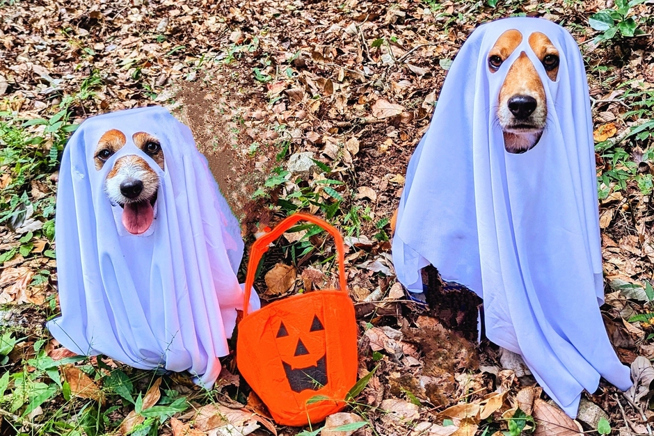 おばけワンコ ※イメージ