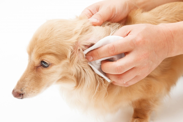 耳は犬がトラブルを起こしやすい場所のためケアが大切です。特に耳が垂れている犬種の場合には湿気やすく不衛生なためより重点的なケアが必要です。