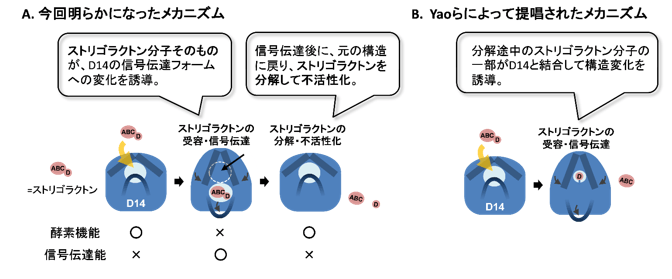 図2 今回新たに提唱したD14によるストリゴラクトン信号伝達メカニズムのモデル図(A)とこれまでに提唱されていたメカニズムのモデル図(B)。