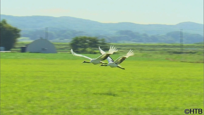 HTBノンフィクション 「たづ鳴きの里 ~タンチョウを呼ぶ農民たちの1500日~」より 稲穂の上を飛ぶつがい(C)HTB
