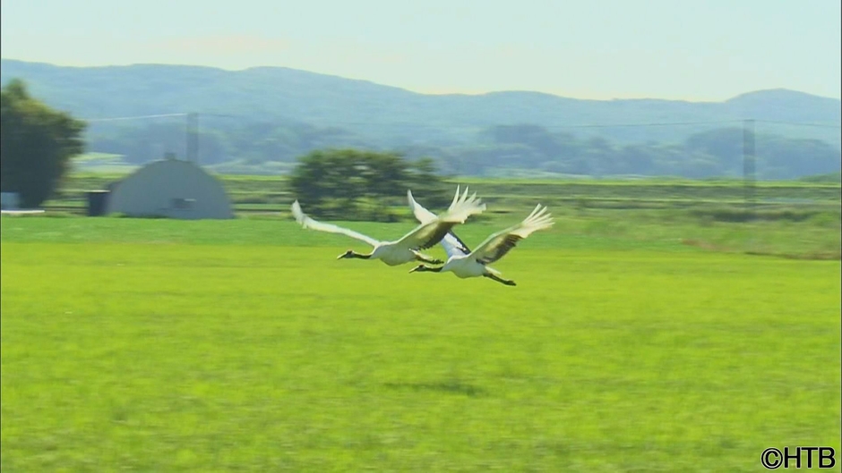 HTBノンフィクション 「たづ鳴きの里 ~タンチョウを呼ぶ農民たちの1500日~」より 稲穂の上を飛ぶつがい(C)HTB