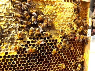 都市養蜂場のミツバチたちへ「春宣言」