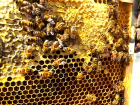 都市養蜂場のミツバチたちへ「春宣言」