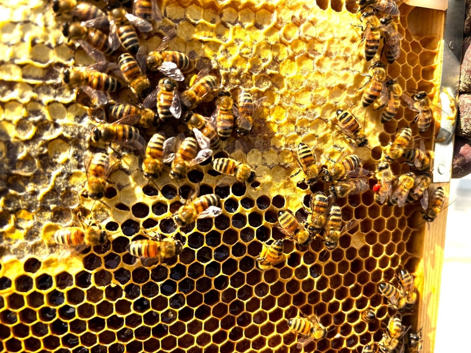 医誠会国際総合病院屋上 養蜂場の「春宣言」