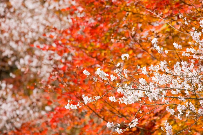 小原四季桜