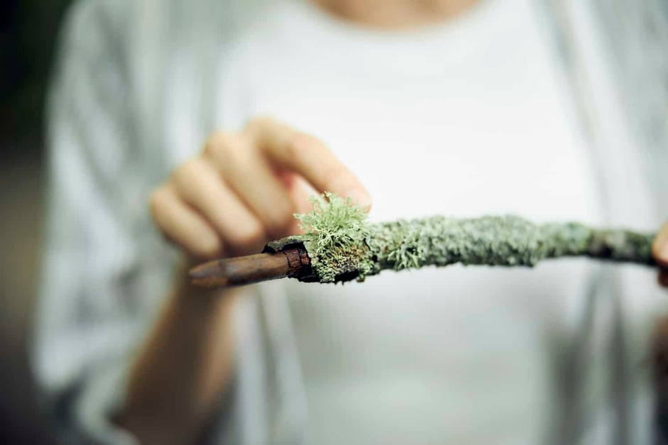 ドライフラワーのような手触りの「地衣類」