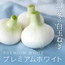 毎年約10トンが完売！年末年始に味わえる“幻の新白玉ねぎ” 「プレミアムホワイト」が10月28日に販売開始