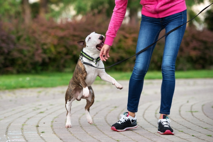 甘噛みを許してしまうと、犬は次第に「どれくらい強く噛んでも許されるのか」試したくなり、どんどん力が強くなっていきます。