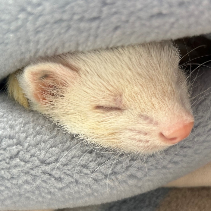 フェレット