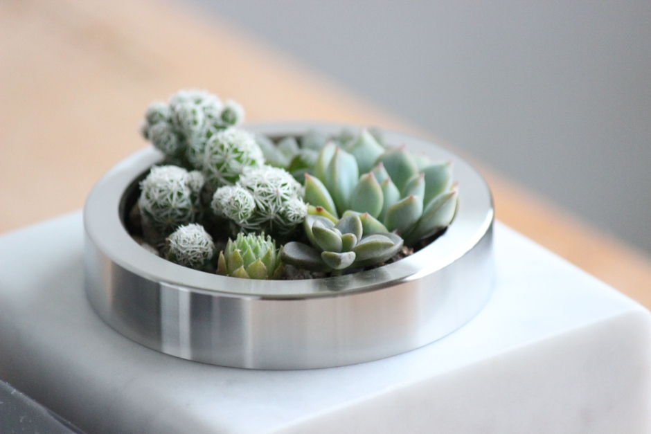 多肉植物を寄せ植えしたアップの写真