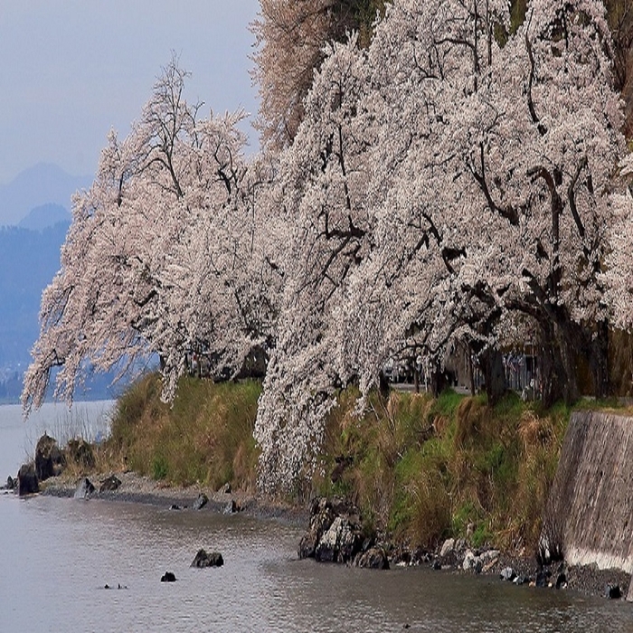 海津大崎