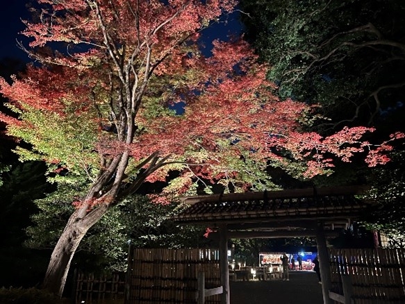 夜間特別観賞（過去の様子）