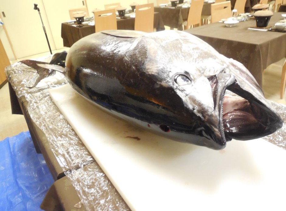 マグロ解体ショー イメージ