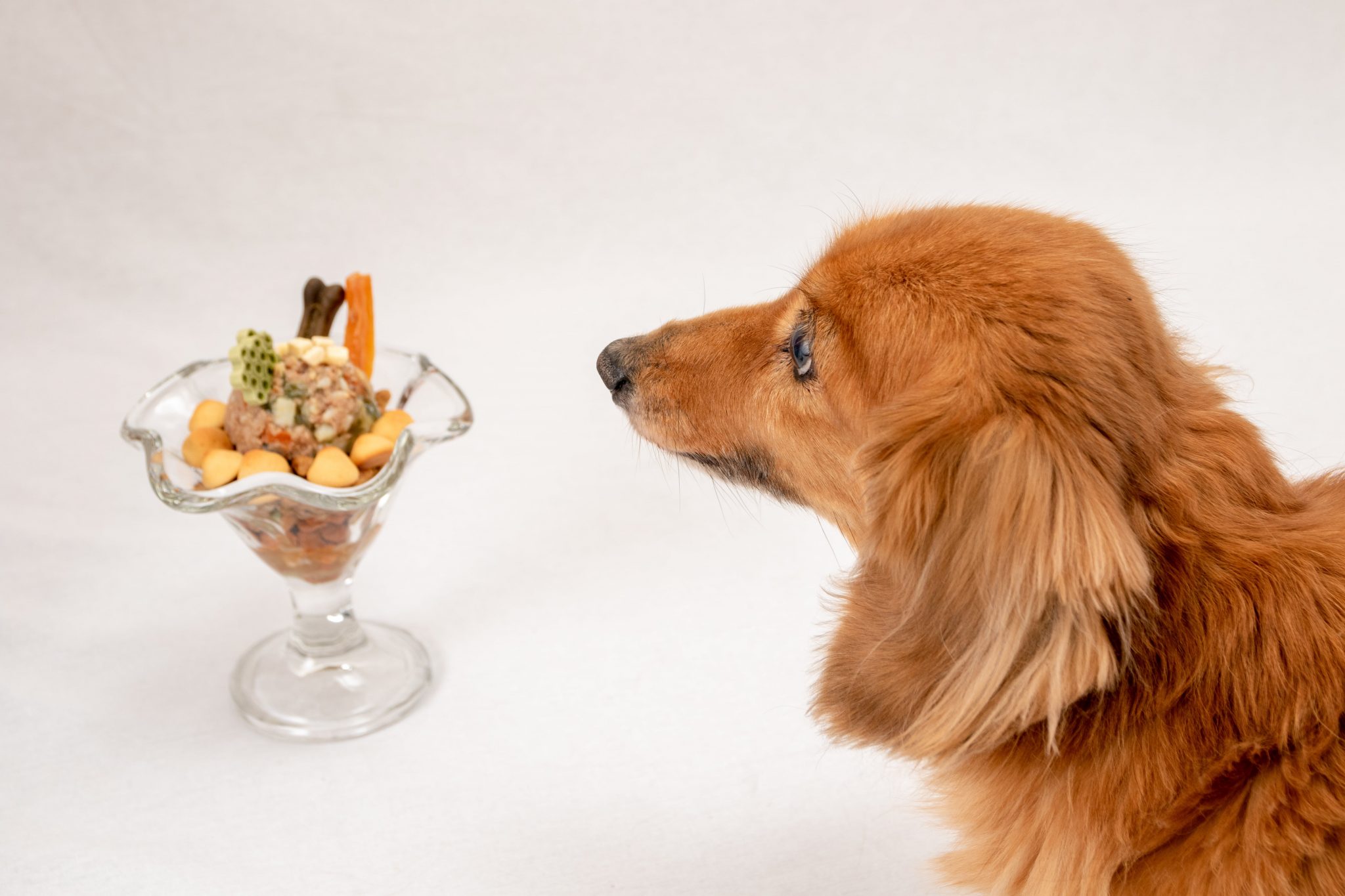 犬がアレルギーになりやすい食材のまとめ 症状や対策方法も Newscast