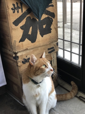 招き猫店長「とらちゃん」(1)