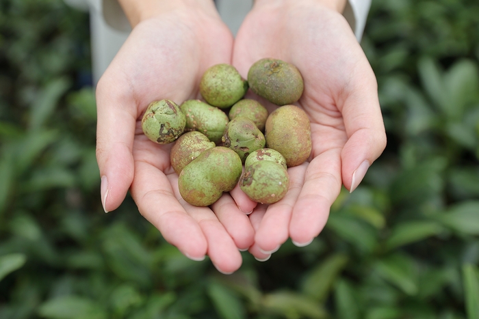 自然環境と肌、どちらにも優しい