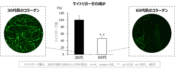 図1 加齢によるマイトリガーゼの減少