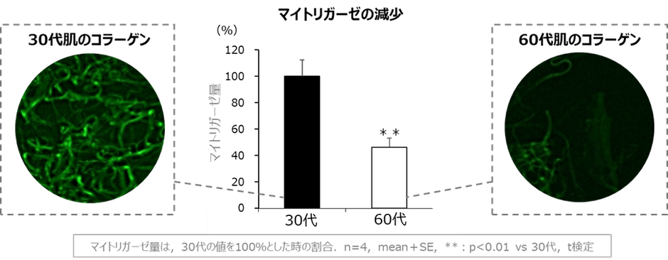 図1 加齢によるマイトリガーゼの減少
