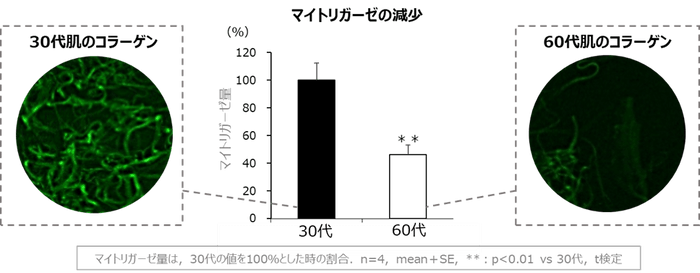 図1 加齢によるマイトリガーゼの減少