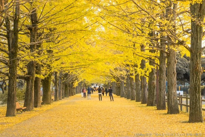 昭和記念公園のかたらいのイチョウ並木