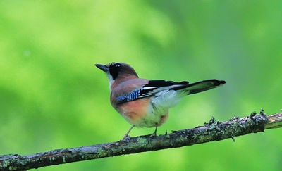 【葛西臨海公園】 12/28〆切 「野鳥写真展」展示作品募集