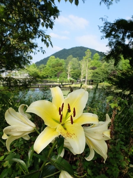 夏　カサブランカと押立山