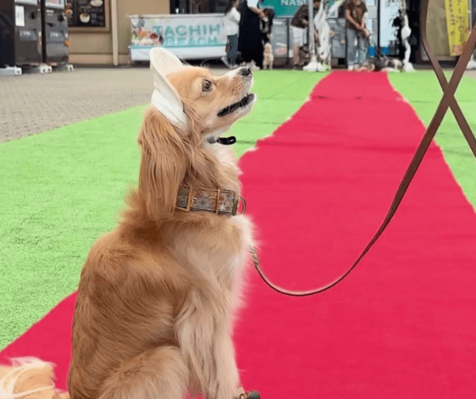 モデル大作戦　優勝「BELLE」ちゃん