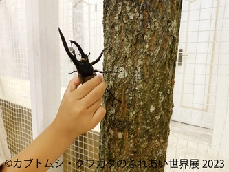 夏の思い出にカッコイイ昆虫たちとのワクワク体験を！ 「カブトムシ・クワガタのふれあい世界展 2023」 7/22(土)～開催！ジオラマ作りのワークショップも実施