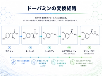 『【34件の論文を分析】Lドーパサプリに期待できる効果・目安量・おすすめ素材とは』を公開いたしました。