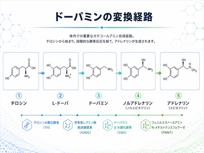 『【34件の論文を分析】Lドーパサプリに期待できる効果・目安量・おすすめ素材とは』を公開いたしました。