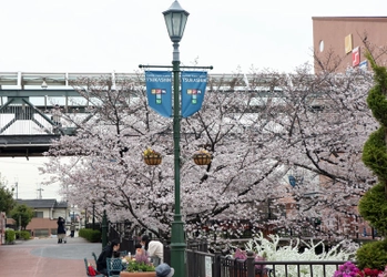 つかしん天然温泉「湯の華廊（Ｒ）」春爛漫キャンペーン開催 -4月の特別湯は「桜皮（オウヒ）風呂」、桜に包まれたつかしんへぜひお越しください-