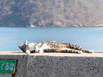 猫写真16