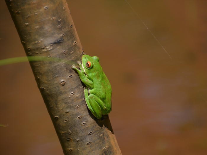 モリアオガエル(長野県RL NT)