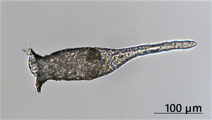 ビワコツボカムリ(撮影：琵琶湖環境科学研究センター、一瀬 諭)