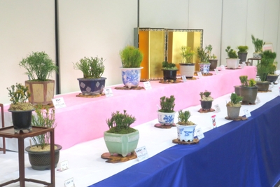 松葉蘭展の様子（令和7年撮影）