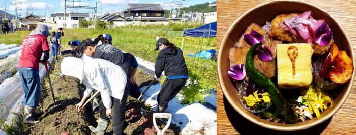 近大生が食用花や実習で栽培した芋を使った弁当を考案 平群町・地元弁当店と開発し、オータムフェスタへぐりで販売