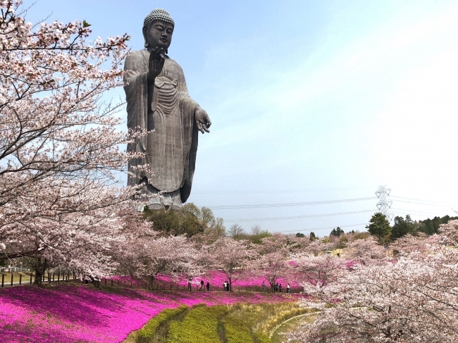 牛久浄苑・牛久大仏の桜と芝桜