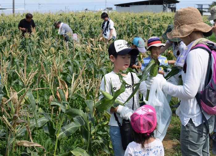とうもろこし収穫体験